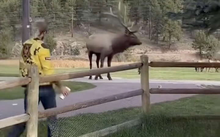 Colorado Man Confronts Elk on Sidewalk, Throws Starbucks at It