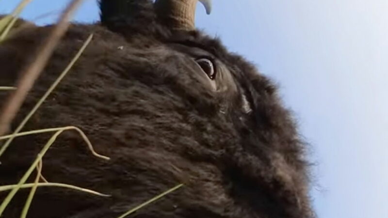 Curious Bison Discovers Trail Cam—’Cuteness and Chaos’ Ensues