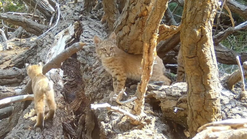 ‘Cutest Footage’: Baby Animals Put on Rare Show for Trail Camera