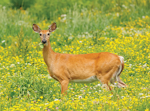 Deer, you, and COVID-19; what’s the connection? – Outdoor News