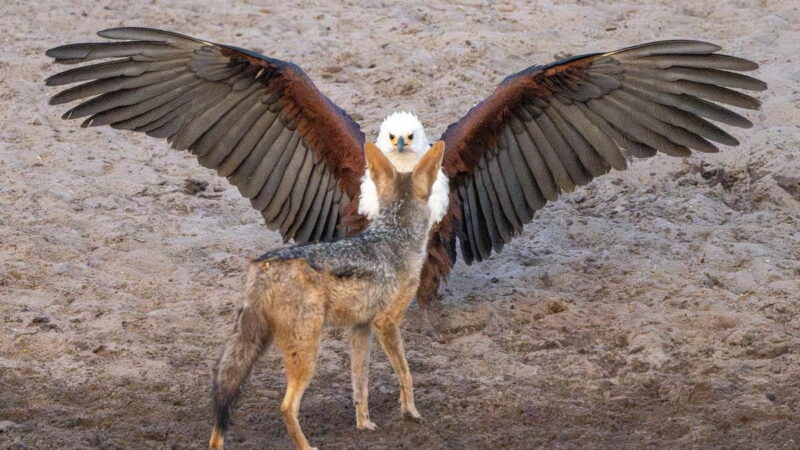 ‘Dramatic Standoff’: Jackal Approaches Fish Eagle in Botswana