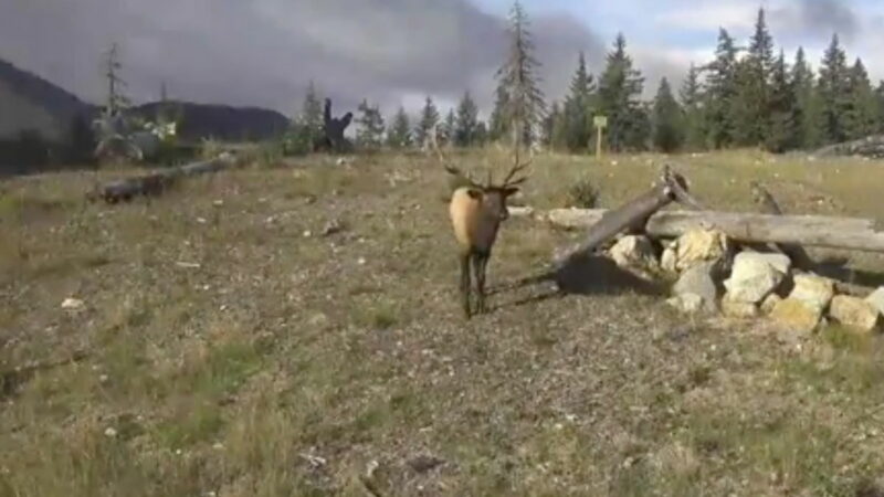 During ‘Thicc Elk Fall,’ Bull Elk Fatten up, Pose, and Bugle