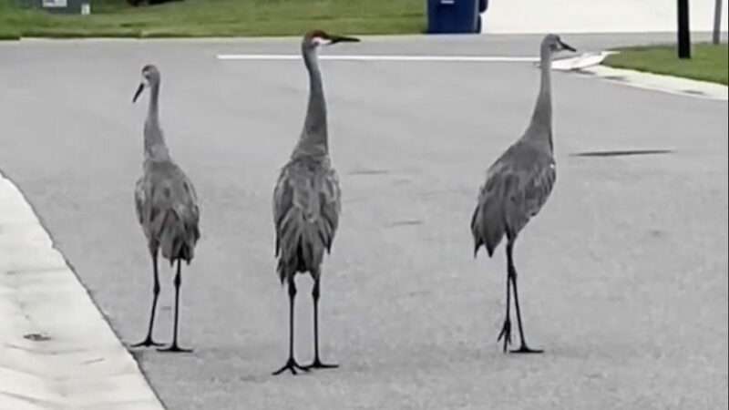 ‘Eerie Spectacle’: Are Birds Warning Floridians About Hurricane Milton?