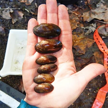 Endangered salamander mussel found for first time in Illinois in 120 years – Outdoor News