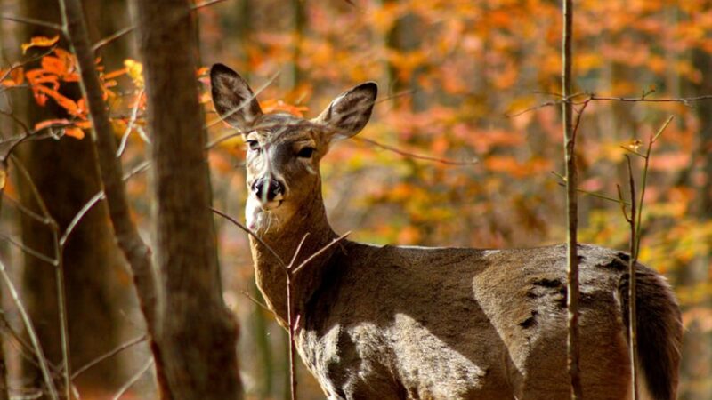 ENRTF-funded metro whitetail study ramps up in Minnesota – Outdoor News