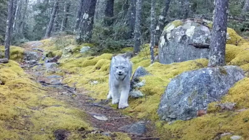 ‘Ethereal Forest Creatures’: Trail Cams Capture Majestic Lynxes