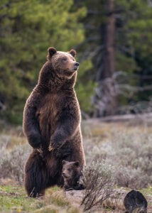 Famous ‘grizzly bear 399’ of Grand Teton National Park is fatally struck by vehicle in Wyoming – Outdoor News