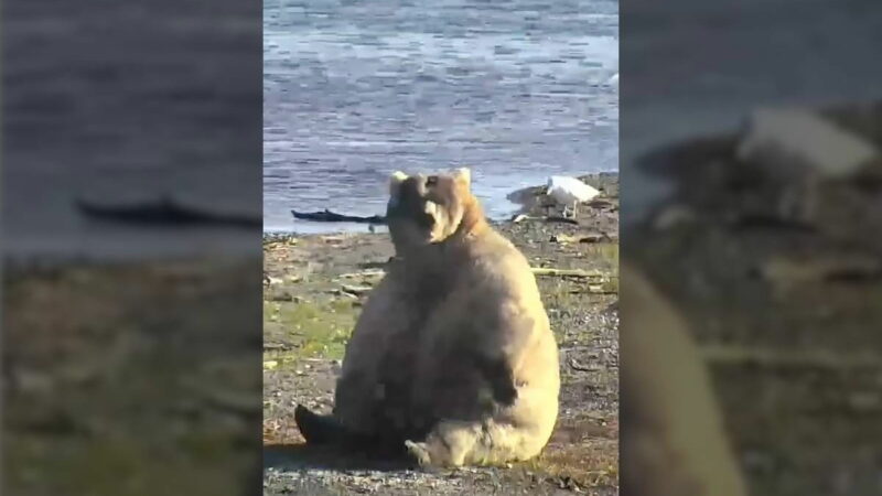 Fat Bear Week Delayed After Bear Kills Another Bear on Livestream