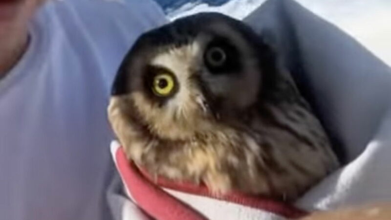 Fishermen Save an Owl at Sea (Video)