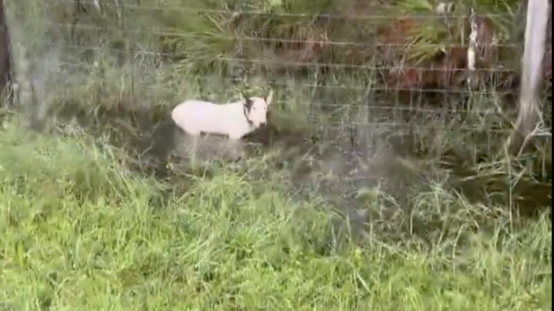 Florida Troopers Rescue Dog Tied to a Pole Ahead of Hurricane Milton