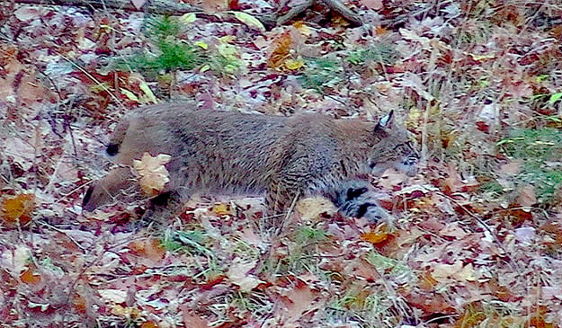 Getting drawn for an Illinois bobcat permit remains ‘roll of the dice’ with interest at all-time high – Outdoor News