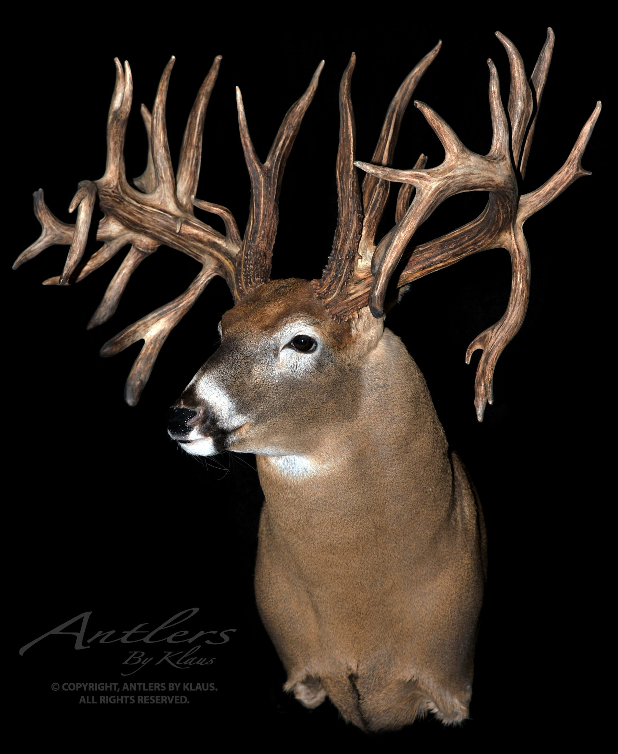 Mellon buck