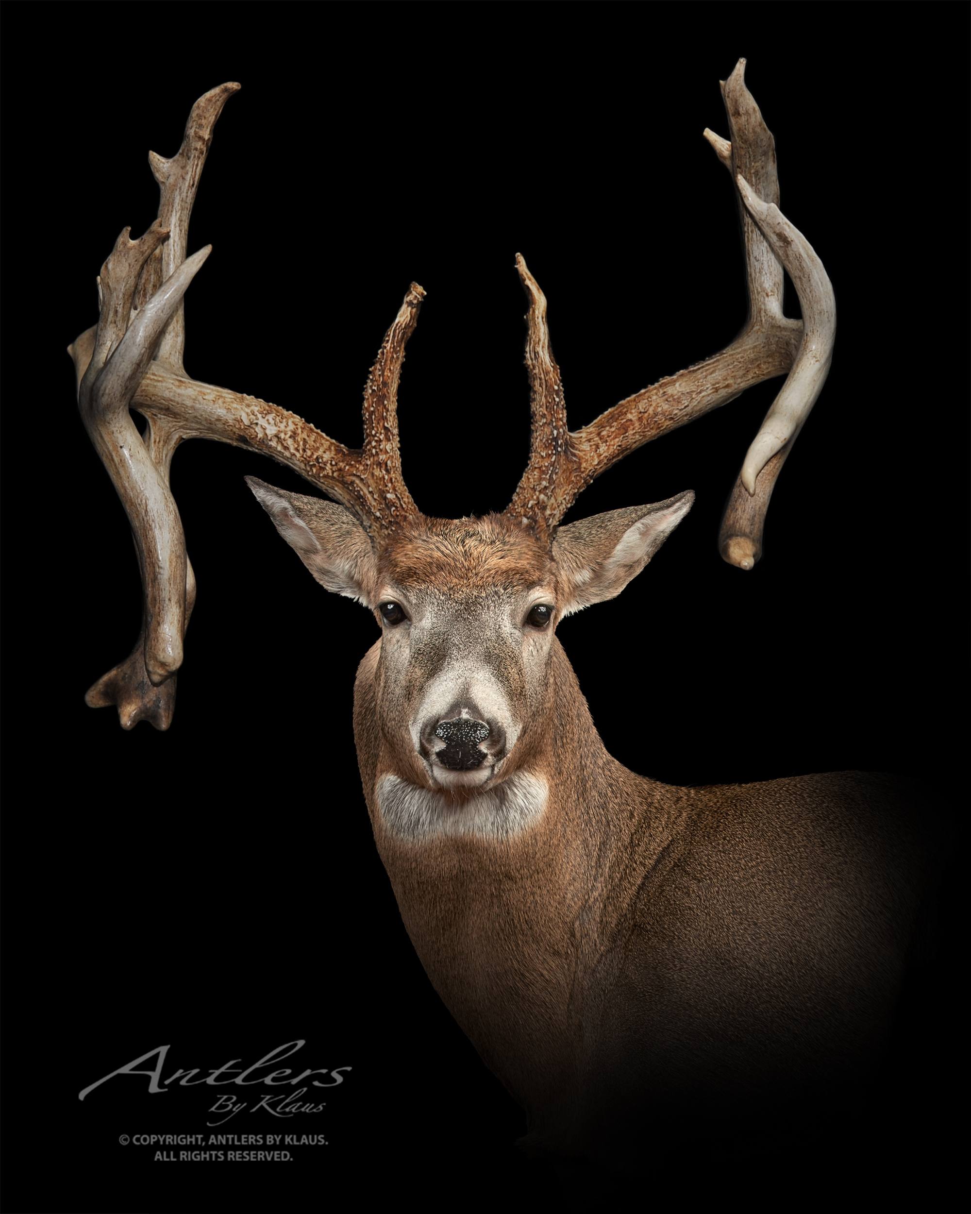 double drop tine buck