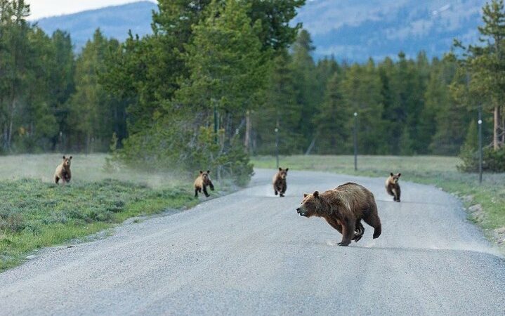 Grand Teton’s Famous Mother Grizzly 399 Was Killed by a Vehicle