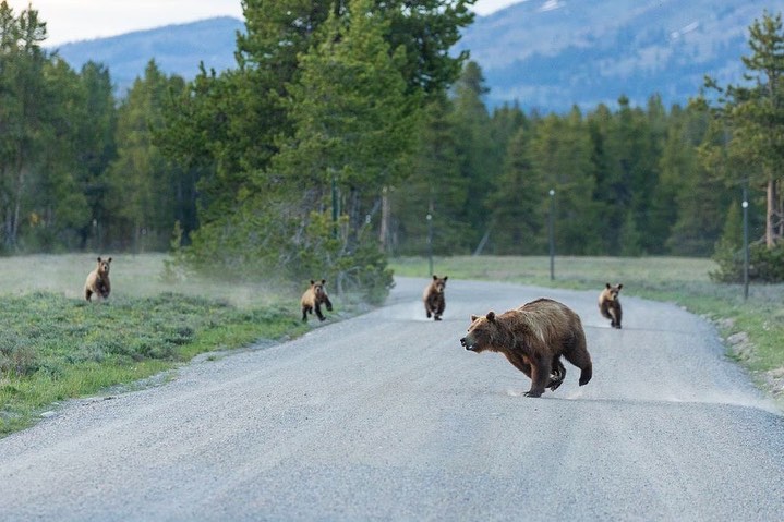 A bear and four cubs run down a dirt road. 