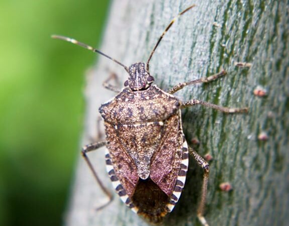 Gretchen Steele: A new variety of bug in southern Illinois? It stinks! – Outdoor News