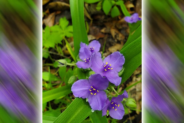 Gretchen Steele: Why are these spring bloomers flowering again in fall? – Outdoor News