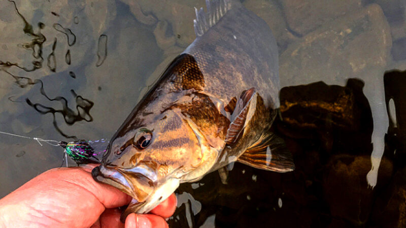 Guide to Fishing for Smallmouth Bass in the Fall