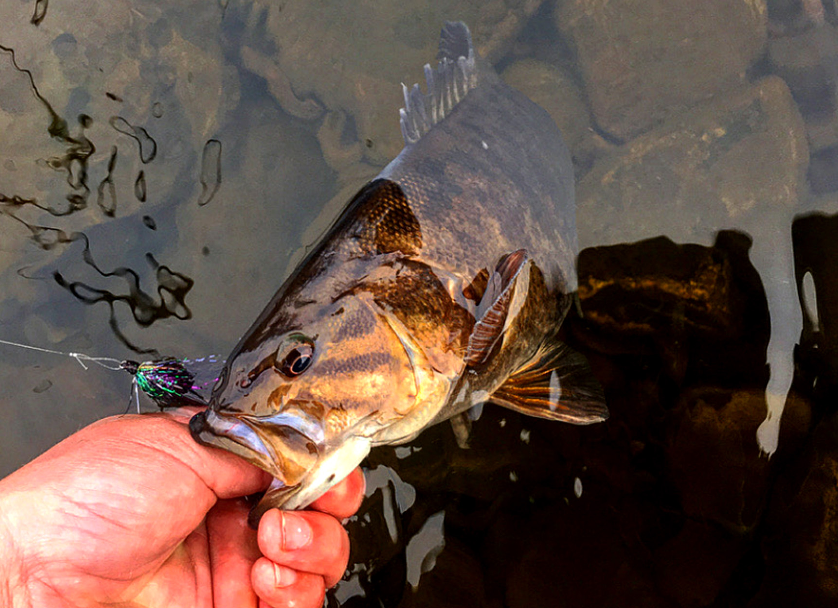 A smallmouth bass caught during the fall.