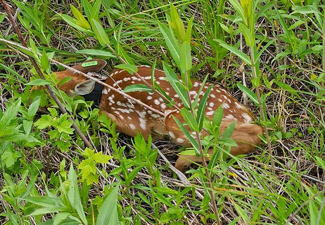 Heavy rain has impact on 2024 fawn survival in south-central Minnesota study area – Outdoor News