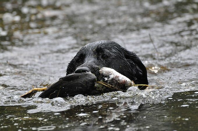 Here’s how to approach your new pup’s first season as a duck retriever – Outdoor News