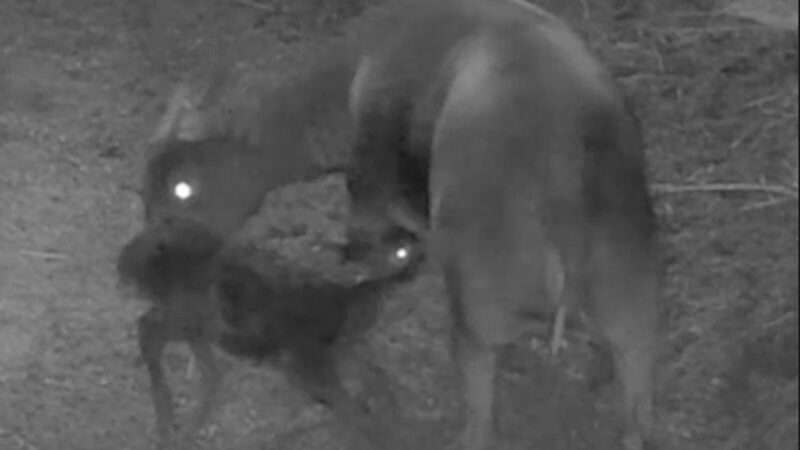 Hidden Cameras Capture Extremely Rare Anoa Birth (See the Baby)