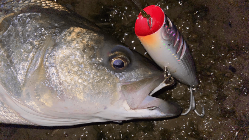 How to Catch Saltwater Fish on Topwater Lures