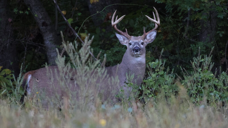 How to Hunt Swamp Bucks