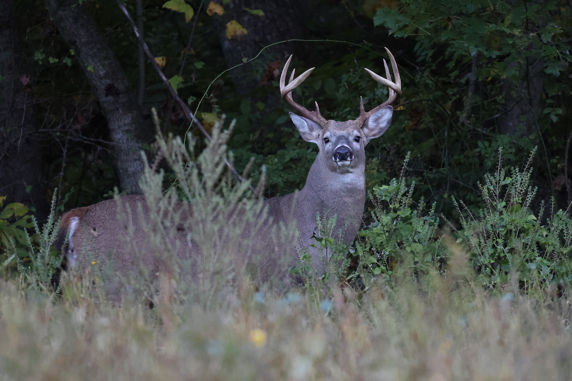 whitetail buck