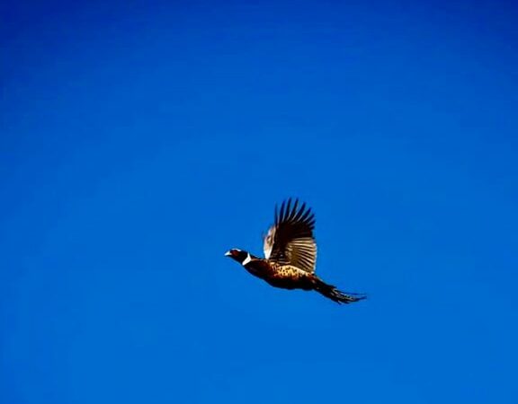 How will spring flooding impact Iowa’s pheasant season? A look around the state ahead of opener – Outdoor News