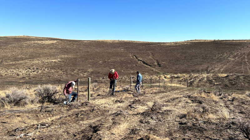 ‘I Turned My Antelope Hunters Away.’ Wyoming Wildfires Have Been Devastating. They’re Also an Opportunity to Fix Fencing for Wildlife