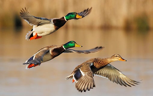 Illinois duck hunters in north, central zones prepare to hit blinds – Outdoor News