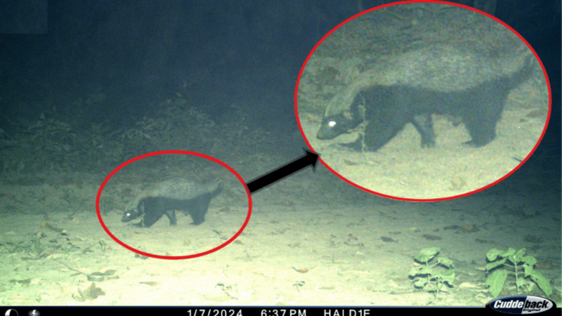 In Search of Tigers, India Trail Cam Captures Something Rarer