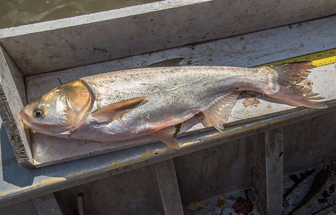 Invasive carp detected in Wisconsin’s Lower Chippewa and Lower Black Rivers – Outdoor News