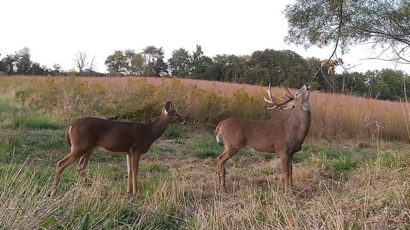 Iowa Bowhunter Jared Mills Captured One of the Best Self-Filmed Whitetail Hunts of All Time