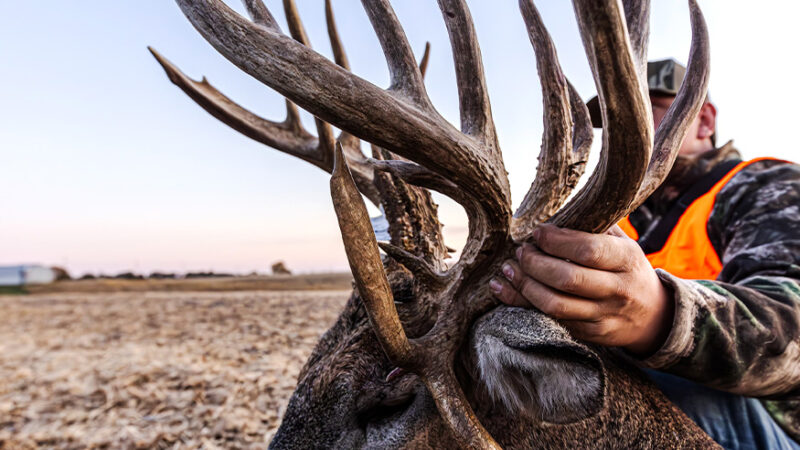 Iowa Farmer Takes a Break from Combining to Tag a 30-Point Behemoth Buck