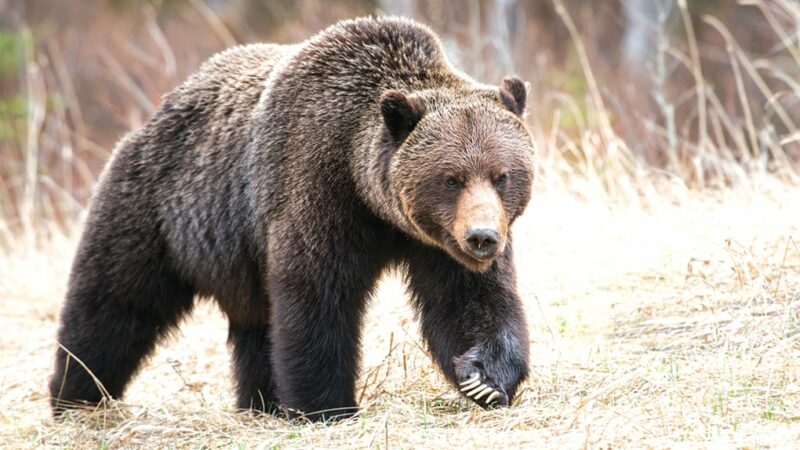 It wasn’t a bear that attacked a camper found dead in his tent. Authorities say someone killed him – Outdoor News