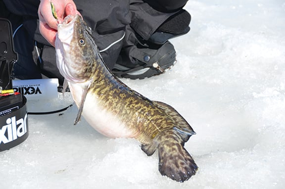 Learning to love the ugliest fish in Michigan — the burbot – Outdoor News