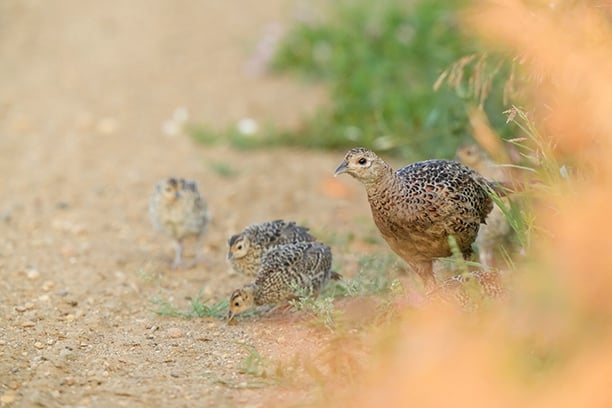 Looking deeper into the situation for North Dakota pheasants – Outdoor News