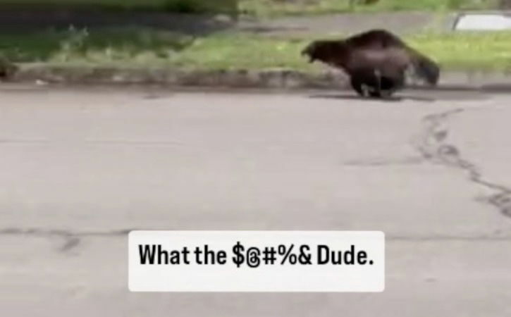 Man’s Reaction to Rare Animal Running Down a Street Is Priceless