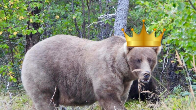 Meet the Winner of Fat Bear Week: Grazer the Ginormous Grizzly