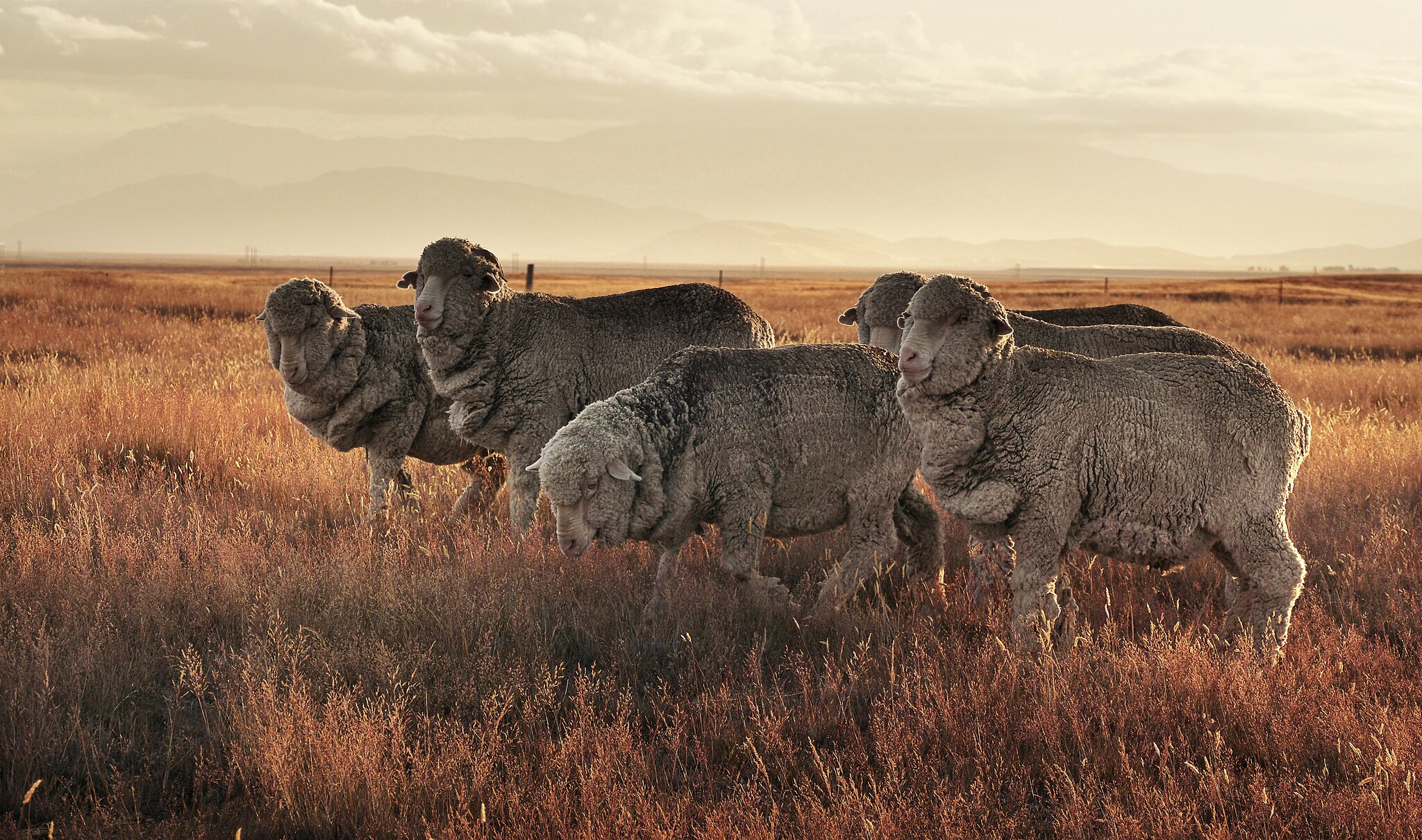 A flock of merino sheep graze in a golden field. 