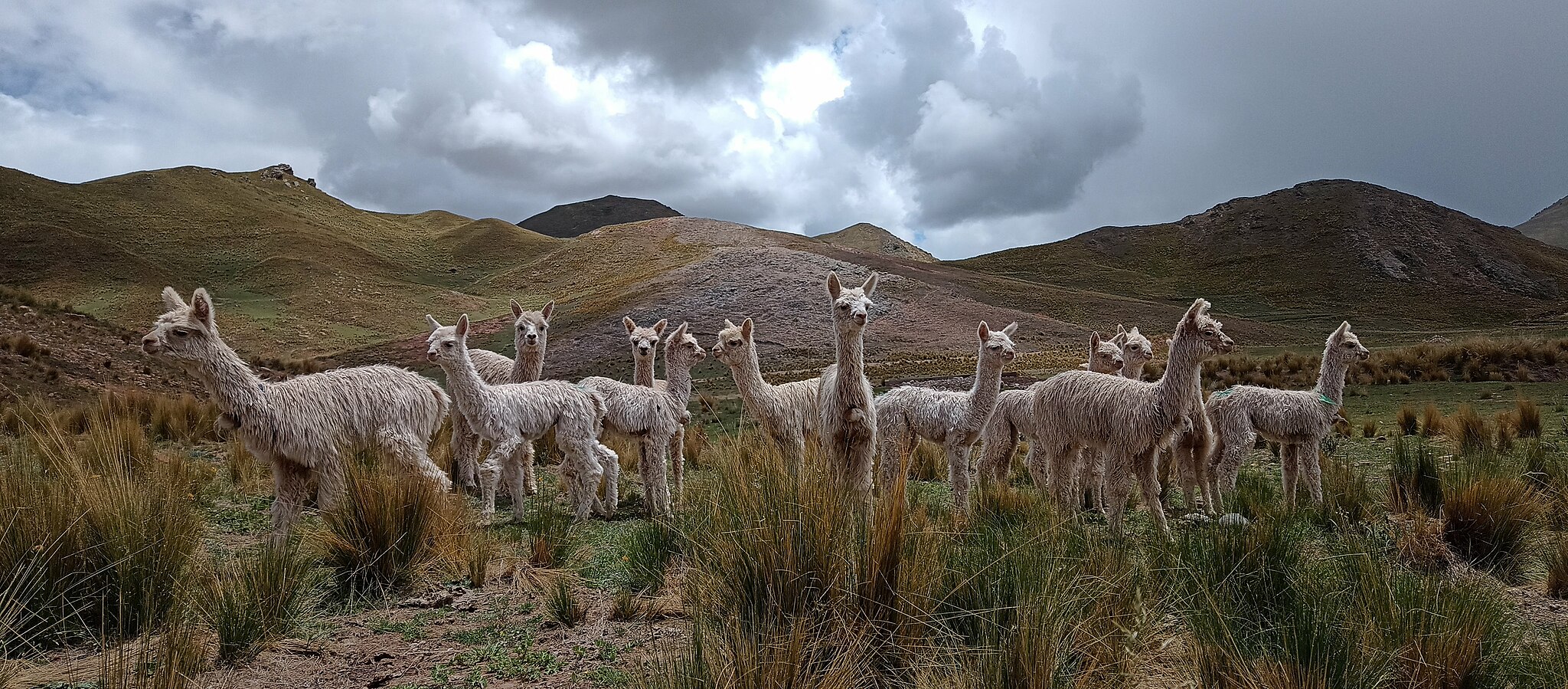 A herd of alpacas graze in the mountains.