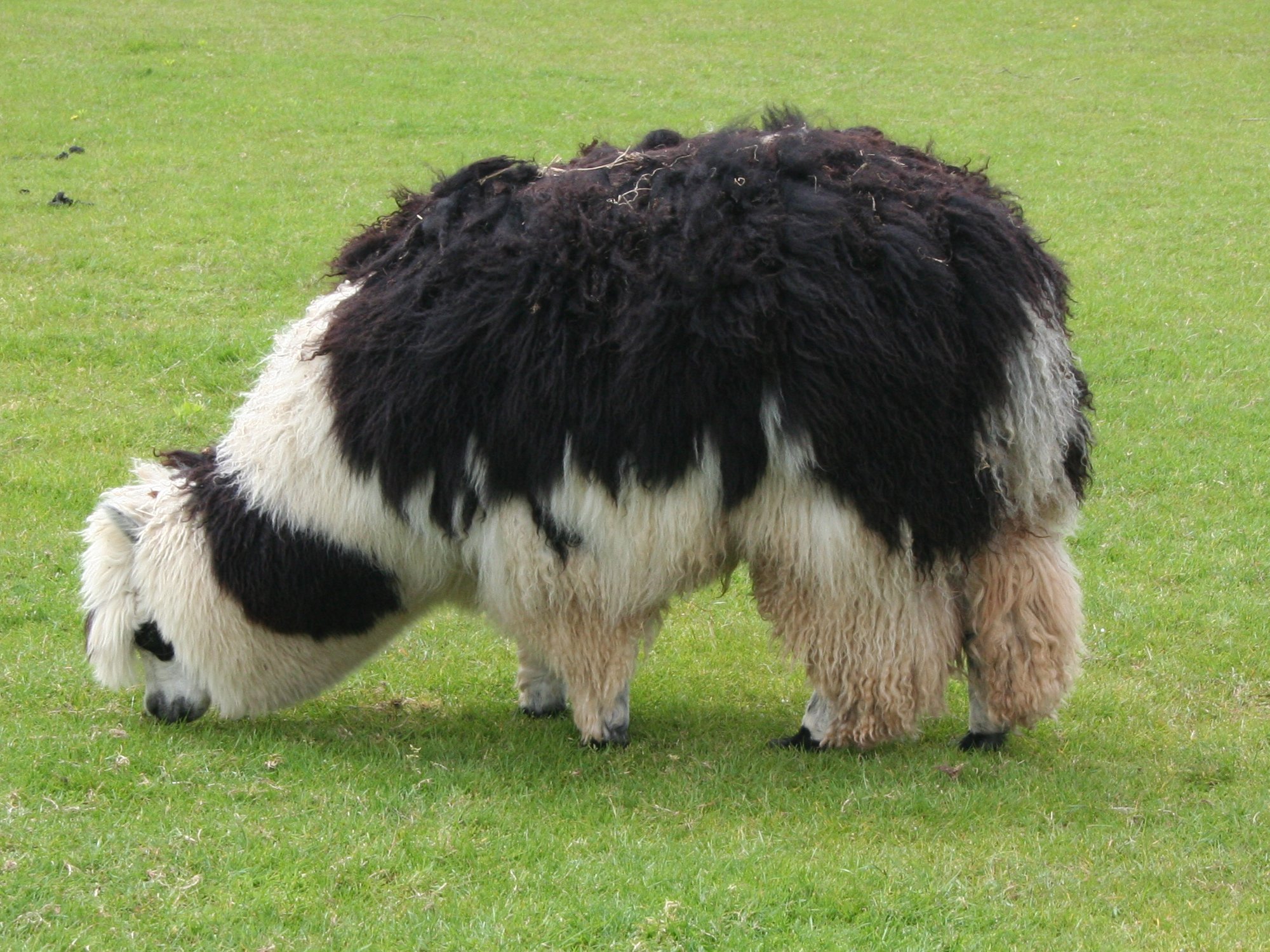 A shaggy, unshorn black and white alpaca grazes on green grass.