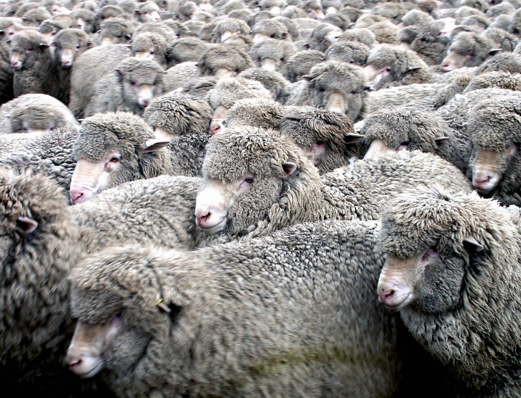 A flock of merino sheep walk shoulder to shoulder. 