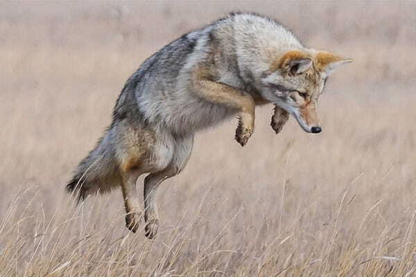 Michigan Natural Resources Commission being sued over coyote season reduction, response expected soon – Outdoor News