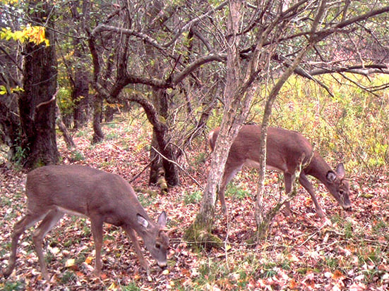 Mike Raykovicz: That time of year when deer seem to disappear – Outdoor News