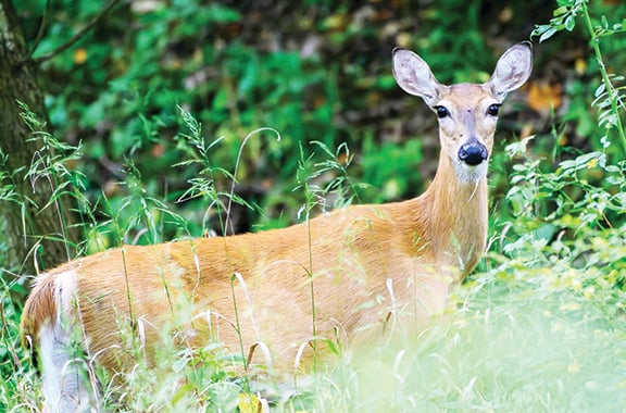 Mike Raykovicz: What New York hunters should know as CWD is found in captive deer – Outdoor News