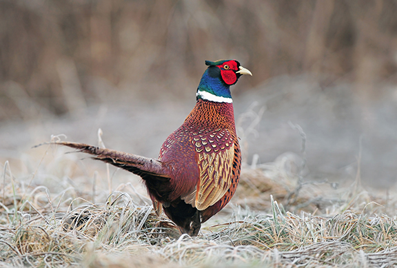 Minnesota’s ’24 pheasant opener below average for many – Outdoor News