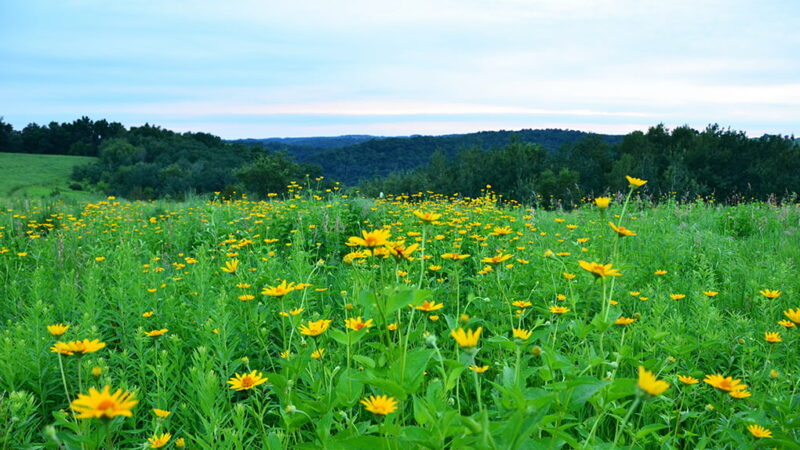 Minnesota’s Lessard-Sams Outdoor Heritage Council approves $160 million for projects – Outdoor News